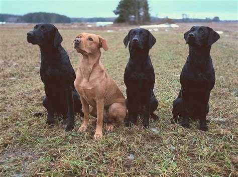 hallariekon kennel|Hallariekon Kennel .
